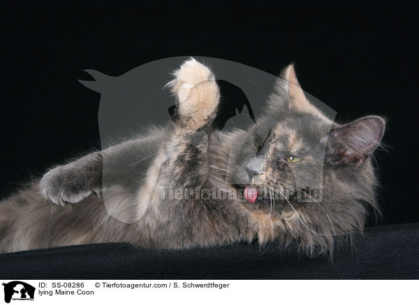lying Maine Coon / SS-08286