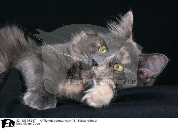 lying Maine Coon / SS-08287