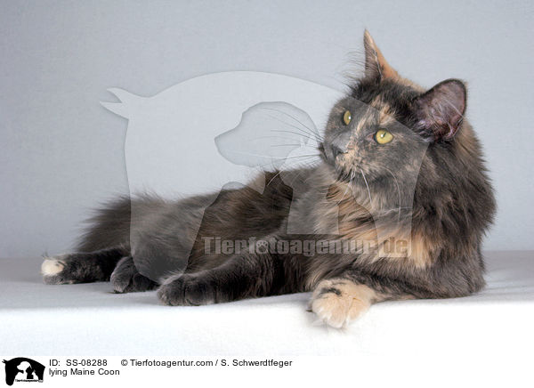 lying Maine Coon / SS-08288
