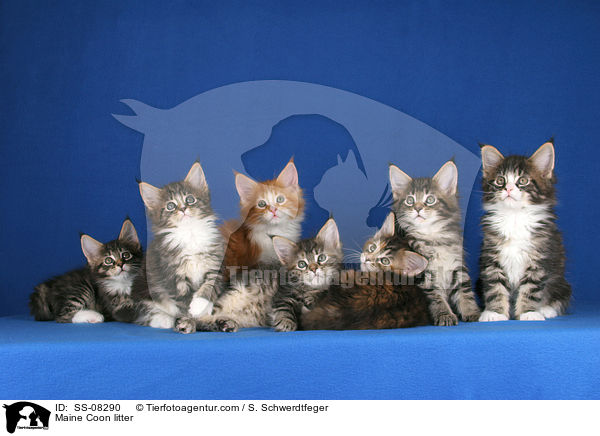 Maine Coon litter / SS-08290