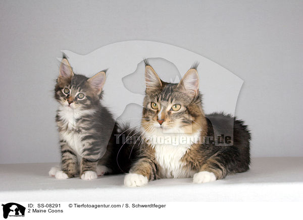 2 Maine Coons / SS-08291