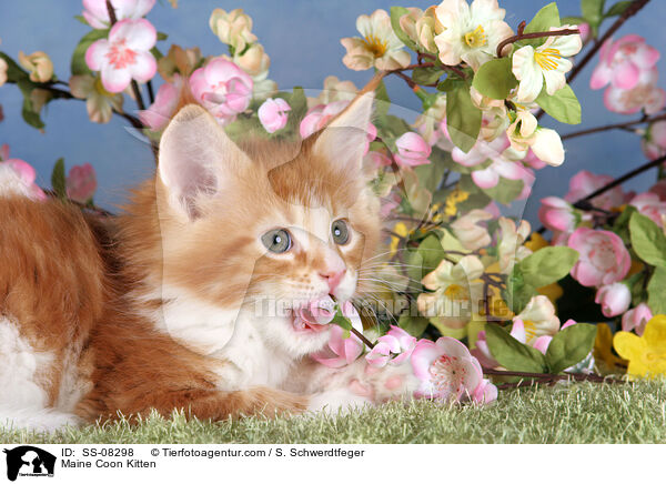 Maine Coon Ktzchen / Maine Coon Kitten / SS-08298