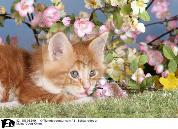 Maine Coon Ktzchen / Maine Coon Kitten / SS-08299