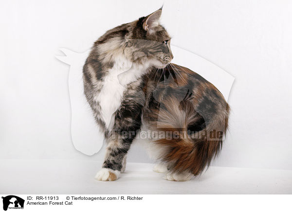 American Forest Cat / RR-11913