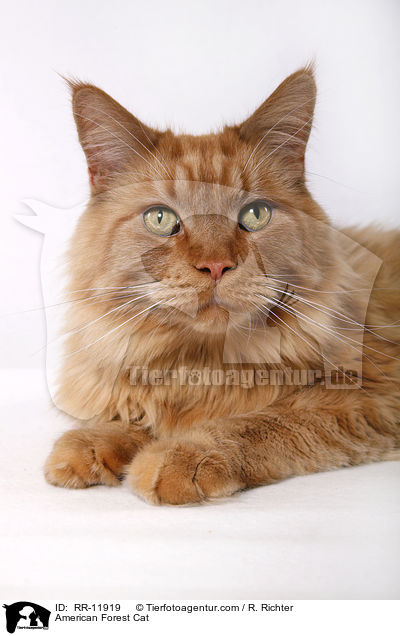 American Forest Cat / RR-11919