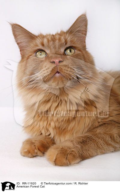 American Forest Cat / RR-11920