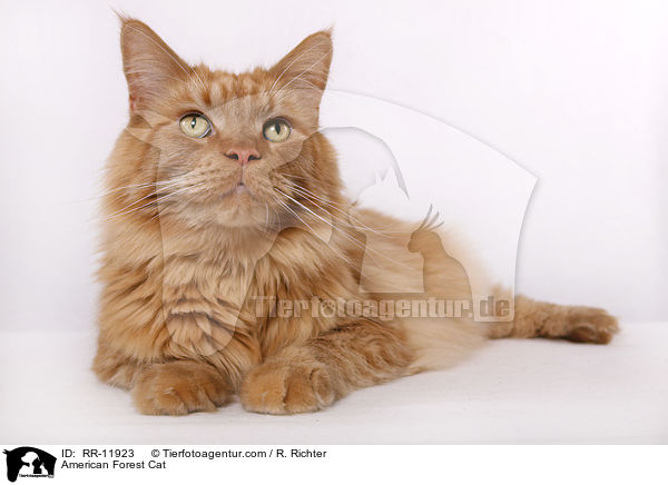 Amerikanische Waldkatze / American Forest Cat / RR-11923