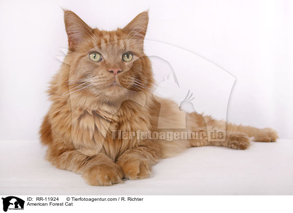 American Forest Cat / RR-11924