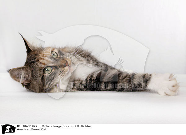 Amerikanische Waldkatze / American Forest Cat / RR-11927