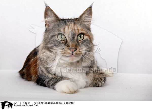 Amerikanische Waldkatze / American Forest Cat / RR-11931