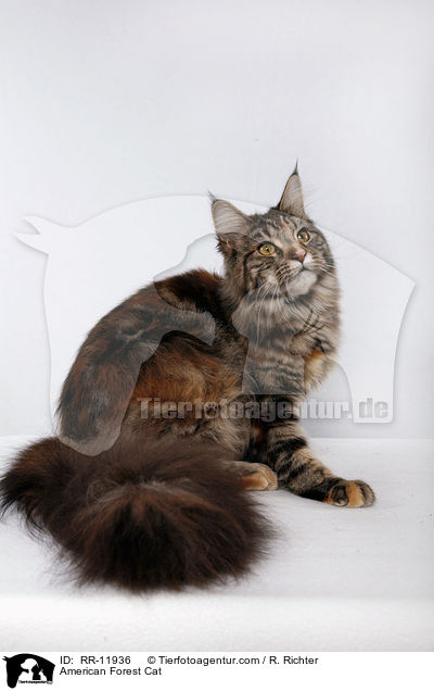 American Forest Cat / RR-11936