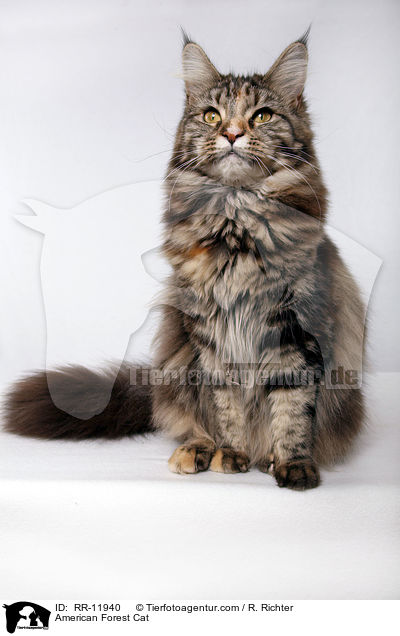 American Forest Cat / RR-11940