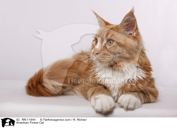 Amerikanische Waldkatze / American Forest Cat / RR-11944