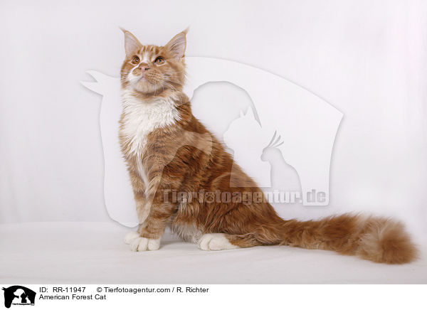 Amerikanische Waldkatze / American Forest Cat / RR-11947