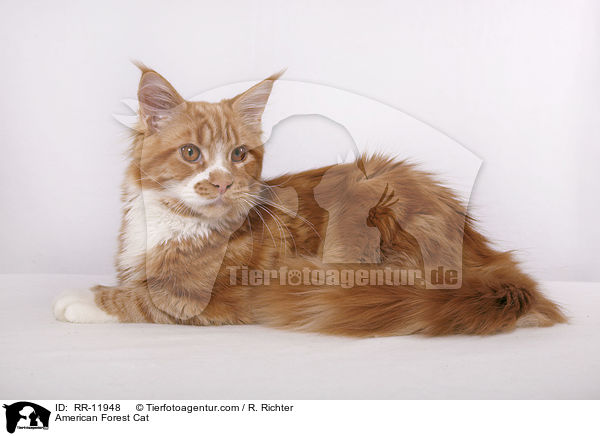 Amerikanische Waldkatze / American Forest Cat / RR-11948
