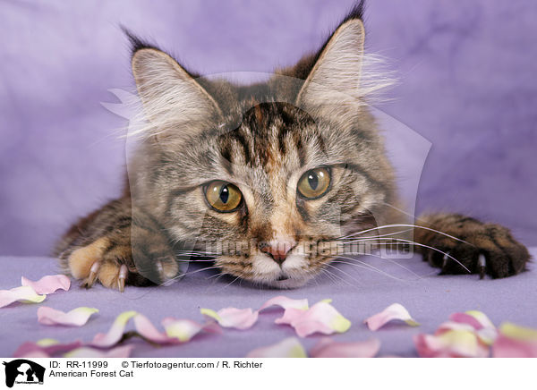 American Forest Cat / RR-11999