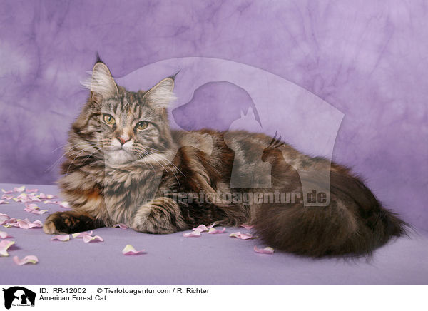 American Forest Cat / RR-12002