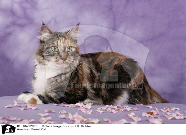 Amerikanische Waldkatze / American Forest Cat / RR-12006