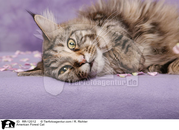 Amerikanische Waldkatze / American Forest Cat / RR-12012