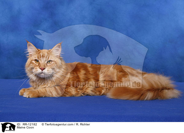 Maine Coon / Maine Coon / RR-12182