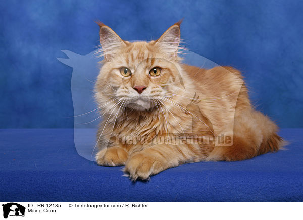 Maine Coon / Maine Coon / RR-12185