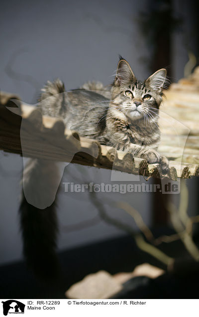 Maine Coon / Maine Coon / RR-12289