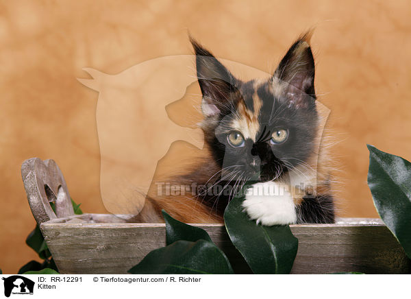Maine Coon Ktzchen / Kitten / RR-12291