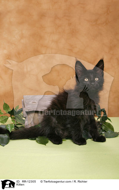 Maine Coon Ktzchen / Kitten / RR-12305