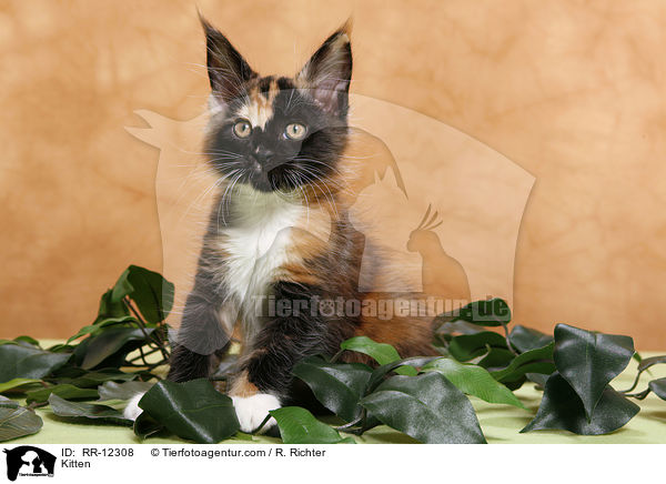 Maine Coon Ktzchen / Kitten / RR-12308
