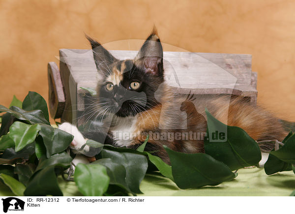 Maine Coon Ktzchen / Kitten / RR-12312