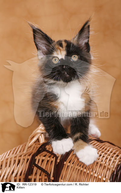 Maine Coon Ktzchen / Kitten / RR-12319