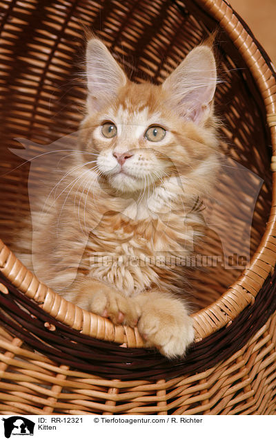 Kitten / RR-12321