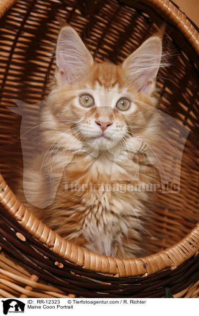 Maine Coon Portrait / RR-12323