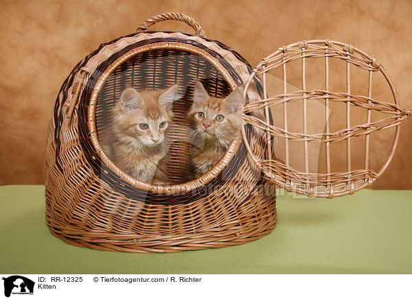 Kitten / RR-12325