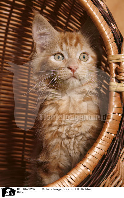 Kitten / RR-12326