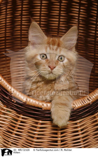 Kitten / RR-12328