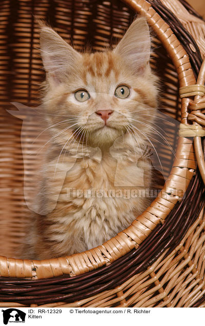 Kitten / RR-12329