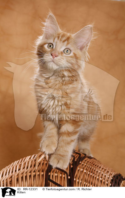 Kitten / RR-12331