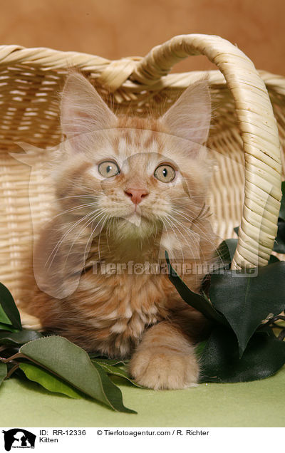 Kitten / RR-12336