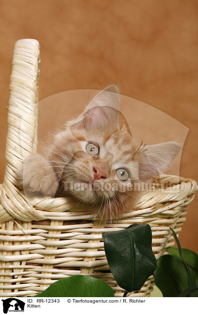 Kitten / RR-12343