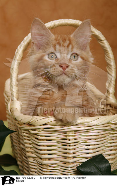 Kitten / RR-12350