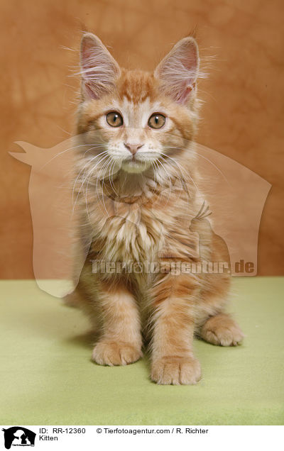 Kitten / RR-12360