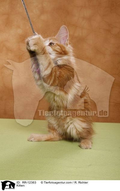Kitten / RR-12363