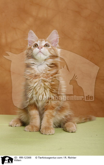 Kitten / RR-12366