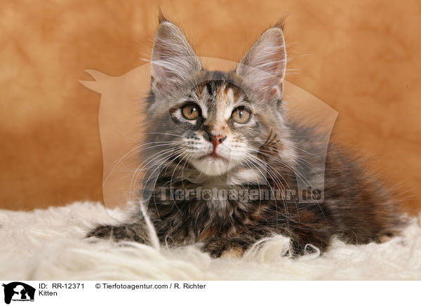 Kitten / RR-12371