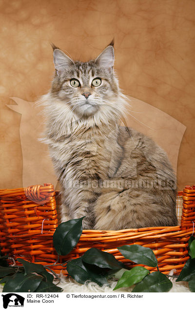 Maine Coon / Maine Coon / RR-12404