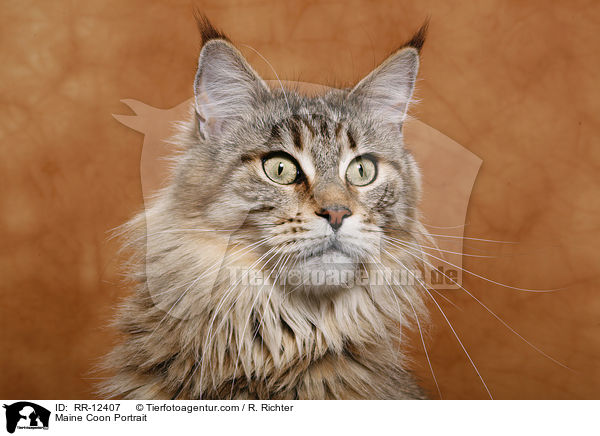 Maine Coon Portrait / Maine Coon Portrait / RR-12407