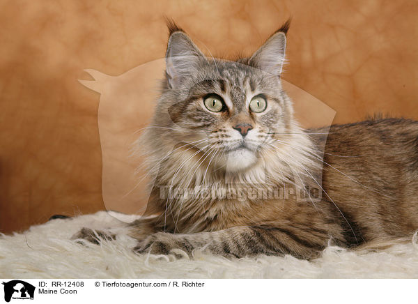 Maine Coon / Maine Coon / RR-12408