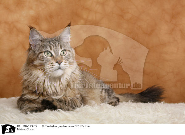 Maine Coon / Maine Coon / RR-12409