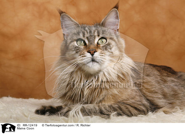 Maine Coon / Maine Coon / RR-12419